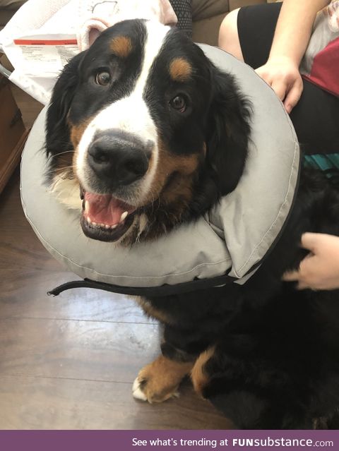 My big boy Clark, healing from getting neutered