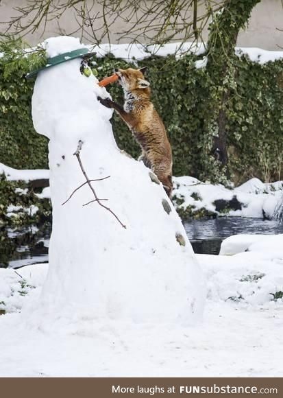 Red Fox Stealing Snowman's Nose in Winter
