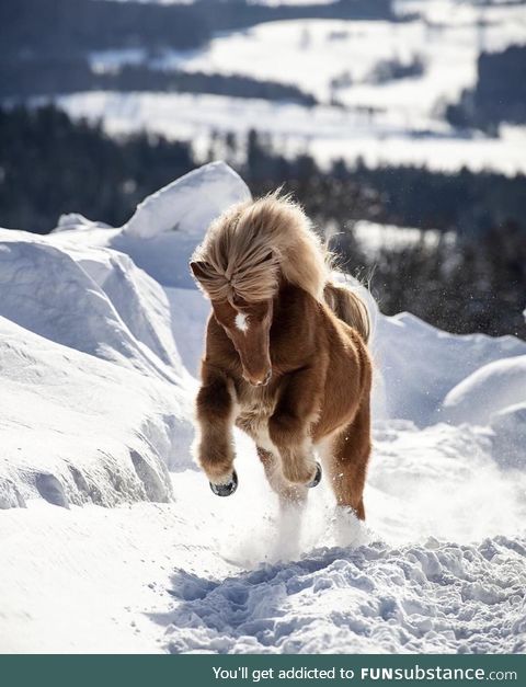 A striking horse gallops through the Bavarian winter