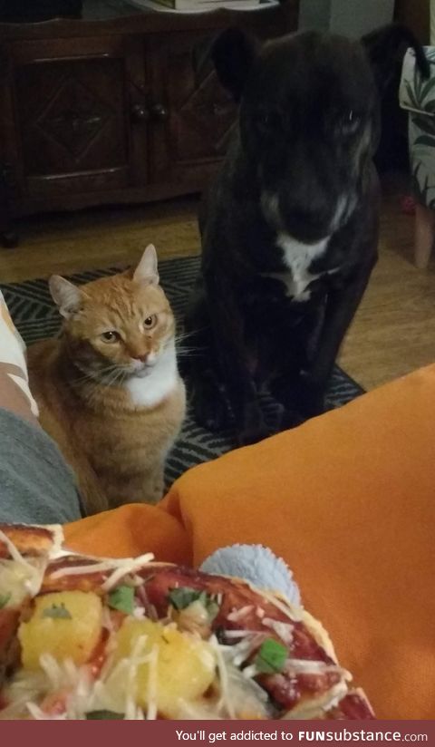 Furbabies want pizza
