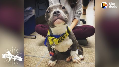 Tater, puppy left sick and abandoned. People came together to fix that (FeelGoodSubstance)