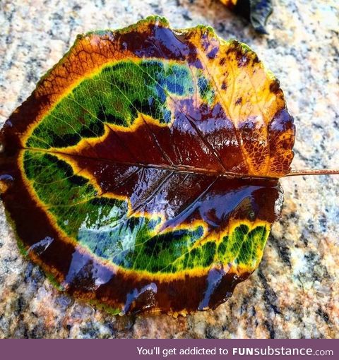 My friends and I found a leaf stuck between seasons