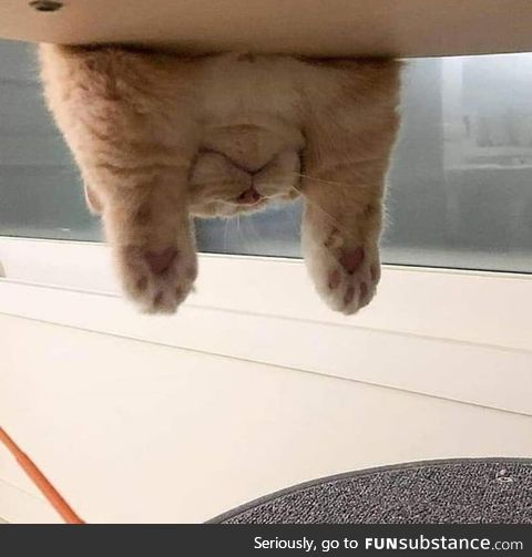 Turn your phone upside down to add 70% more cuteness (sorry pc users)