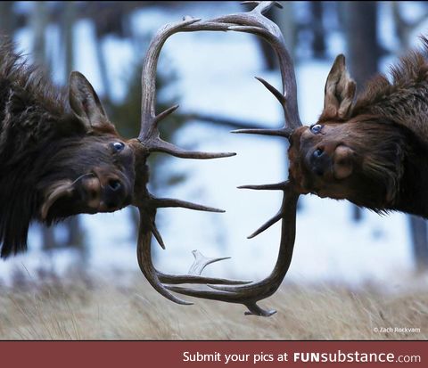 Fighting elk