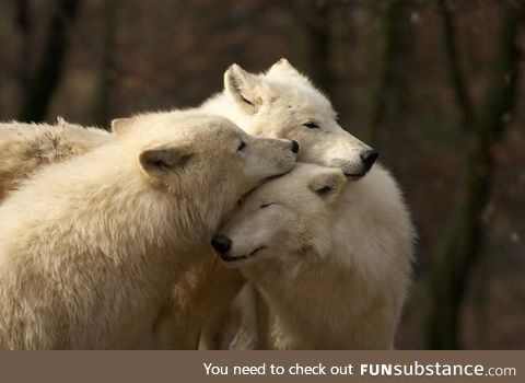 Arctic Wolf Pack