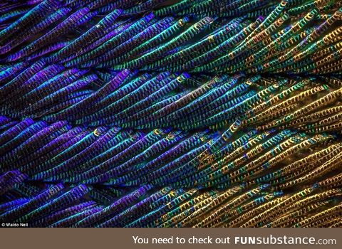 Magnified peacock feather