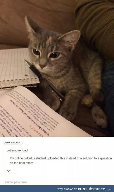 Cutest study buddy