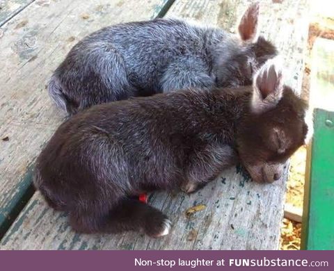Two baby donkeys to warm your heart