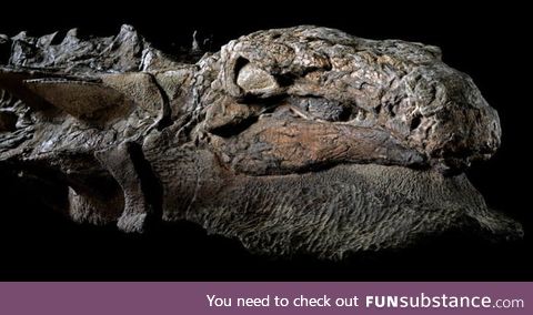 This isn't a dinosaur fossil; It's a mummy. A 110 million-year-old Nodosaur