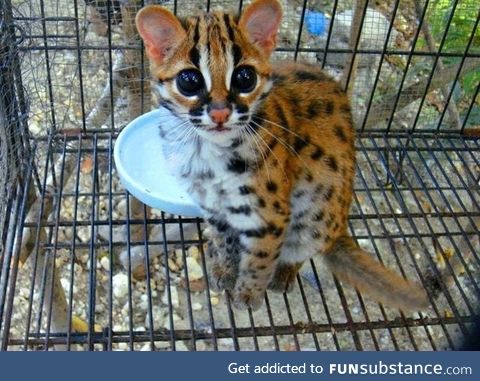 Look at this adorable lil baby ocelot