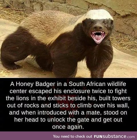 Honeybadger doesn't care. Honeybadger doesn't give a shit