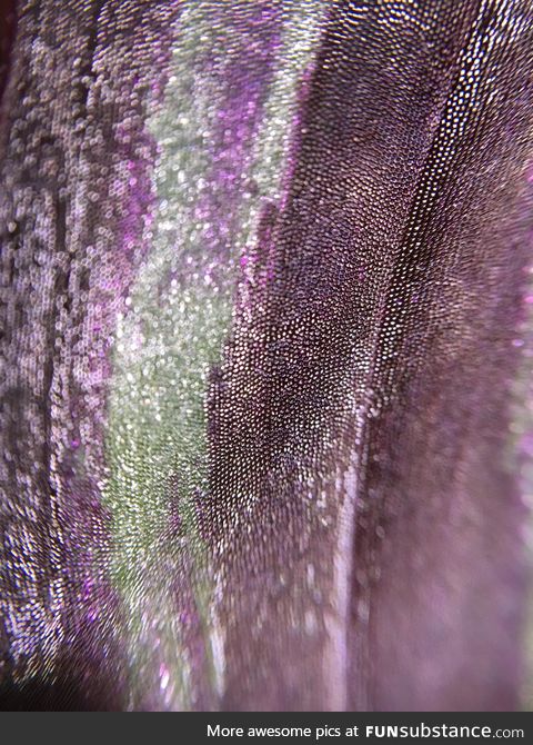An up-close shot of a wandering Jew leaf