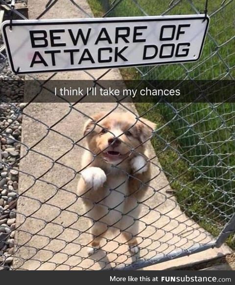 *jumps over fence*