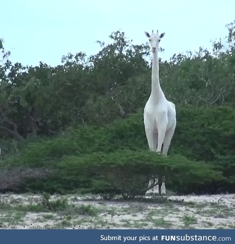 White giraffe spotted in Kenya