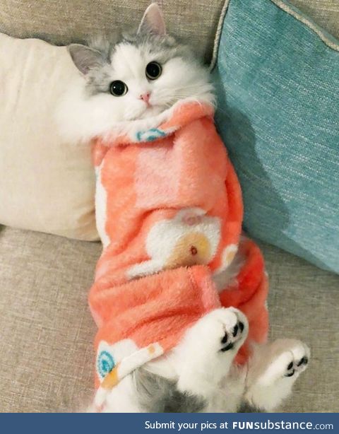 Purrito