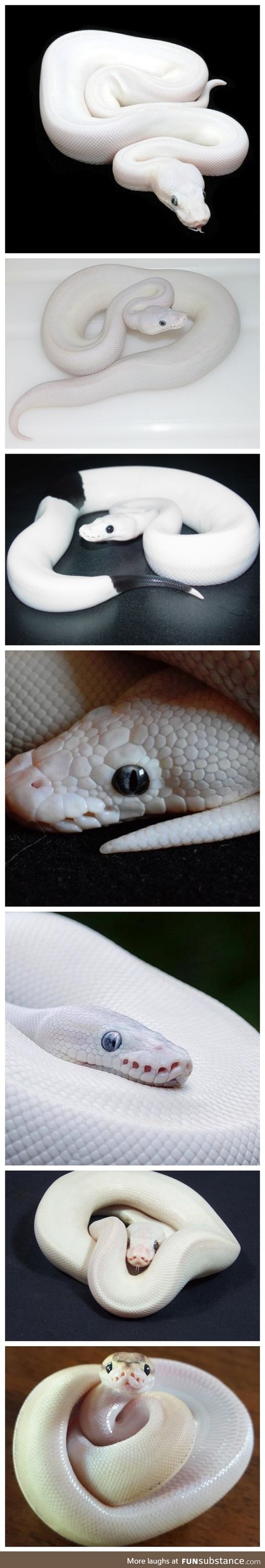 Blue-Eyes White (̶D̶r̶a̶g̶o̶n̶)̶ Python