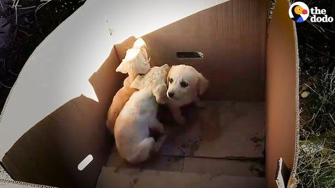 Everyday this man searches dumpsters and empty streets to find abandoned puppies