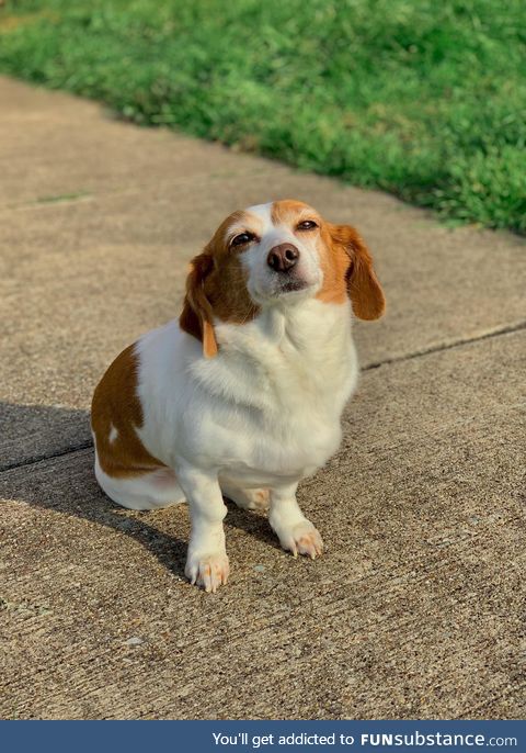 My dog basking in the afternoon sun