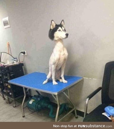 A shaved Husky