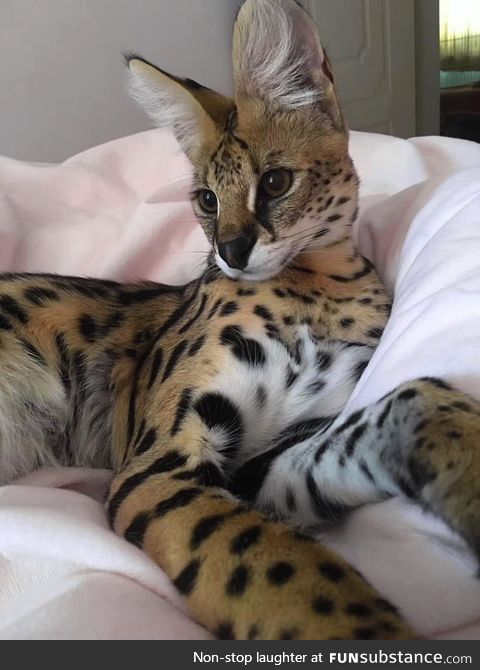 My neighbor's $15000 serval