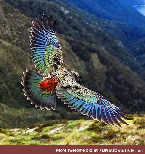 The kea is a large parrot found in alpine regions of the South Island of New Zealand,