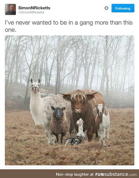Best gang around