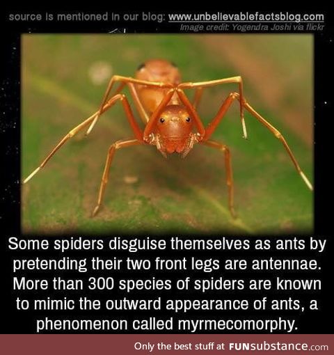 Spider-ant