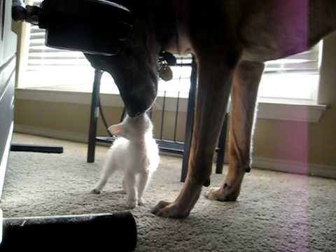 Chef the retired military dog experiences his first kitten. (Real life Brutus and Pixie?)