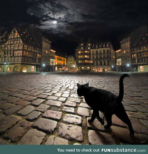 Stray cat in Strasbourg