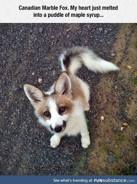 Canadian marble fox