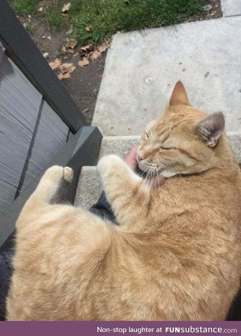 This cat is not my cat but whenever I get home from work and he happens to hear my car