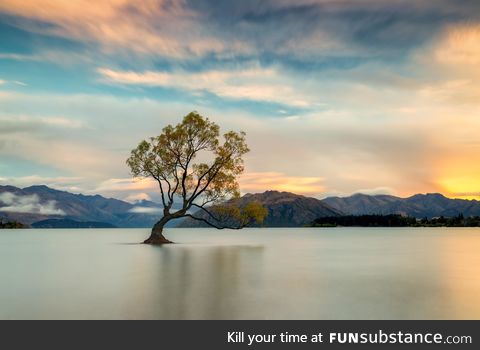 Lake Wanaka tree (New Zealand)