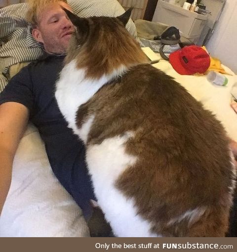 The dream of all cat owners, a giant fur pillow that can purr