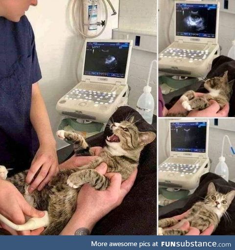 The cat's reaction when she learned she was pregnant