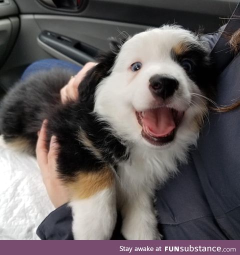 Happy boi getting picked up by his new family