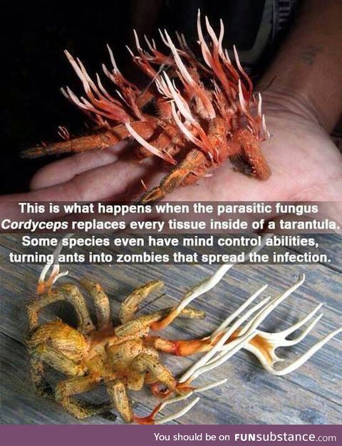 The tarantula from hell