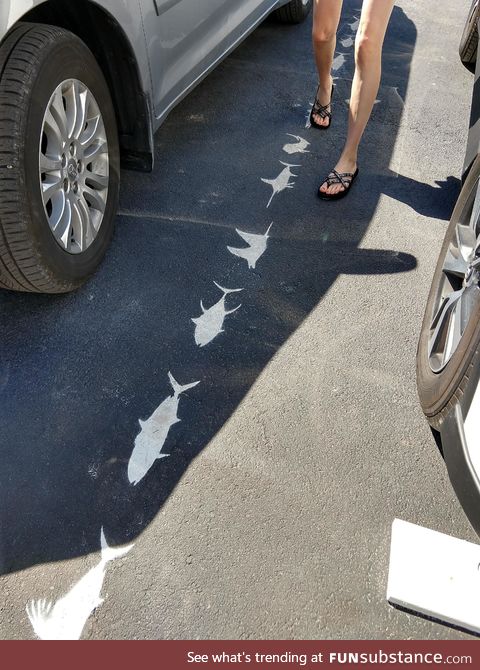 Parking lot lines in the Florida Keys are shaped like fish