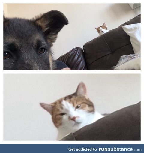 Friend just got a German Shepard puppy. Asked how her cat is getting along with him, and..