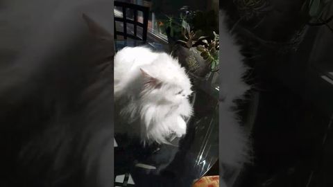 Deaf Cat meows everytime it sees it's owner