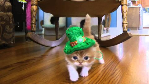 happy St Patrick's Day! (Kitten wearing a leprechaun hat)