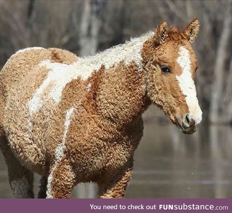 A rare curly haired horse for the 99% of people who have not seen one yet - your welcome