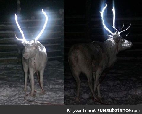 Reindeer antlers sprayed with a reflector to reduce traffic accidents in Lapland, Finland