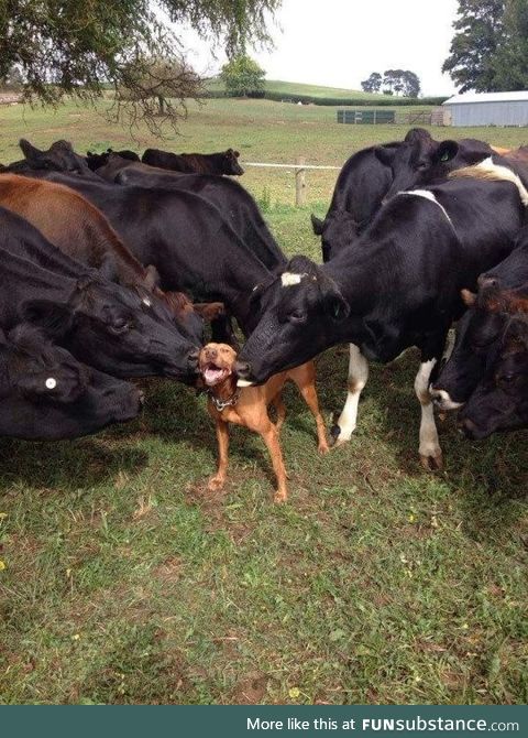 The large dogs love me I am appreciated