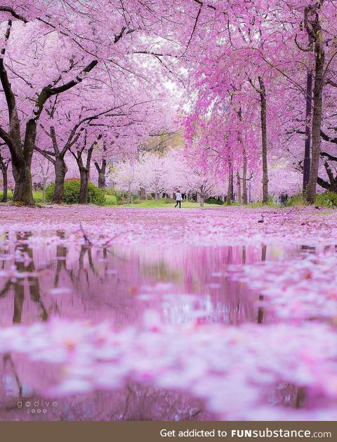 Japanese blossoms