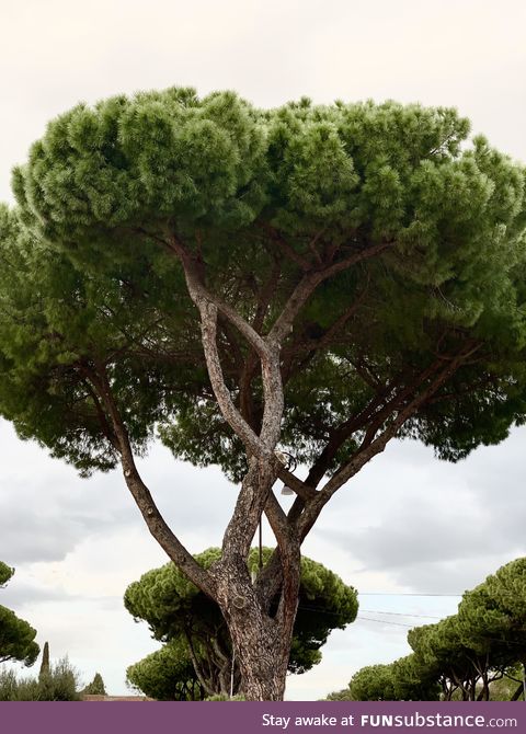 The trees in Rome are so beautiful!