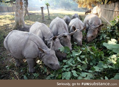 These orphaned baby rhinos