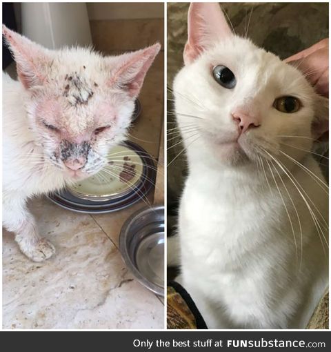 Before and after photo of a once homeless kitty cured by compassion and love