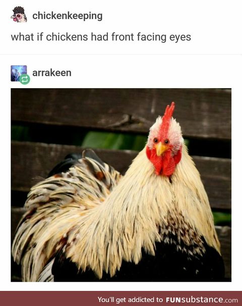 Chicken eyes