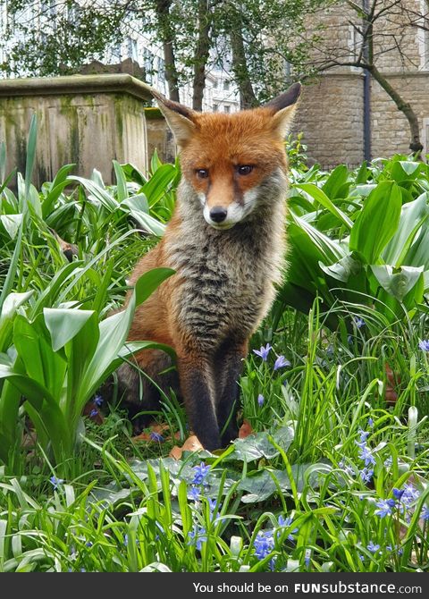 I made a new friend on my lunchtime walk today