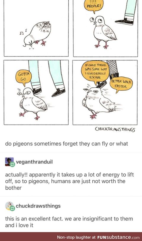 To pigeons humans aren't worth the lift-off